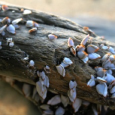 Goose barnacles on log